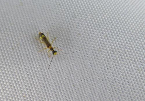 Réf. 284 376 : Malthinus flaveolus